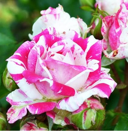 Роза спрей Файер Воркс